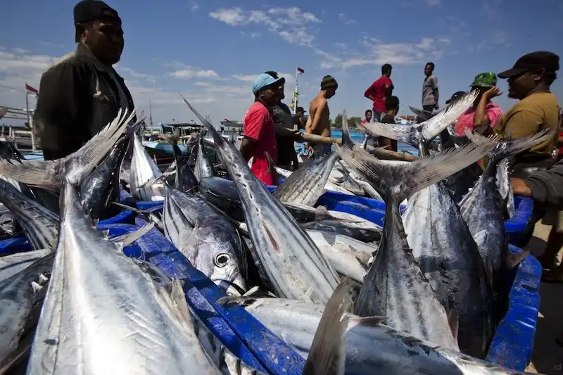 8 Daerah Penghasil Ikan Terbesar di Indonesia, Potensi Lautnya Melimpah