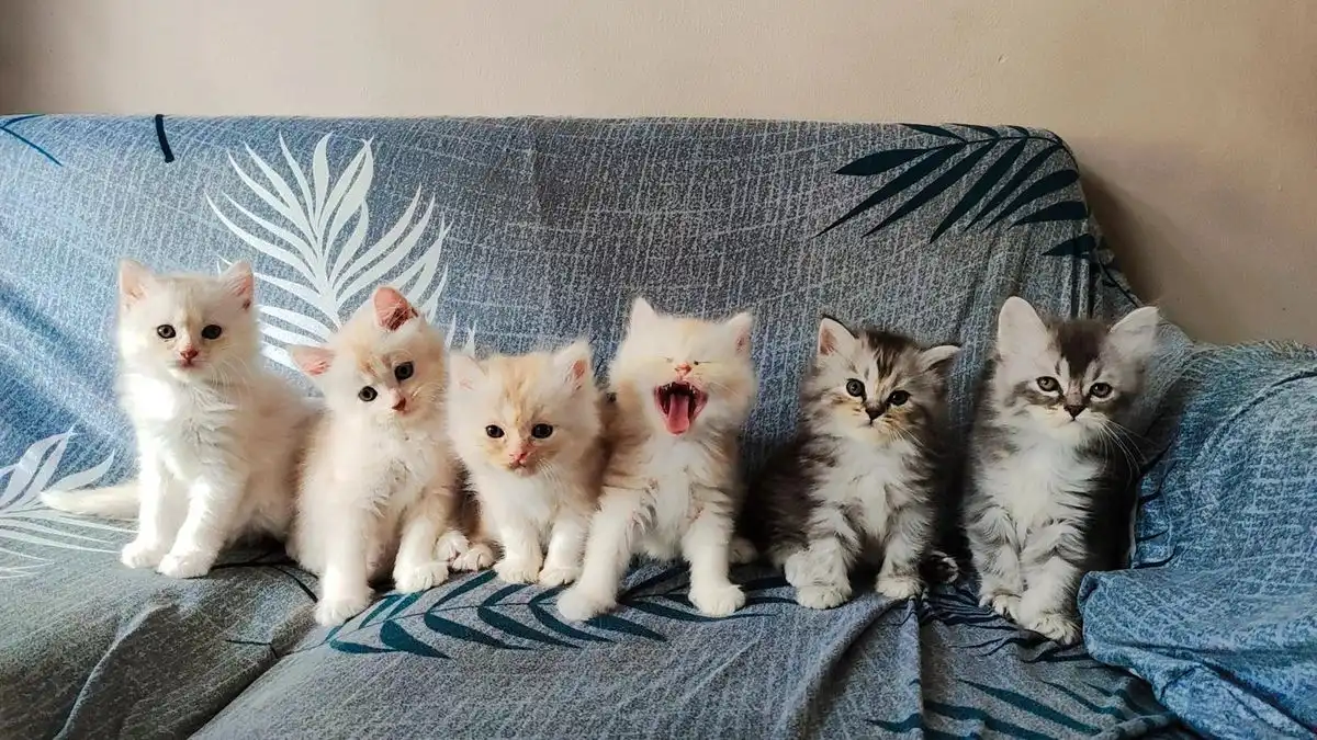 Baru Adopsi Anak Kucing? Ini Tips Biar Nggak Panik!