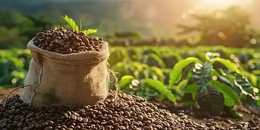 Kenapa Kopi Banyak Ditanam di Dataran Tinggi? Ternyata Suhu Berpengaruh pada Cita Rasanya