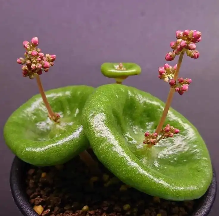 Crassula Umbella, Tanaman Sukulen Unik yang Bentuk Daunnya Mirip Cangkir Anggur