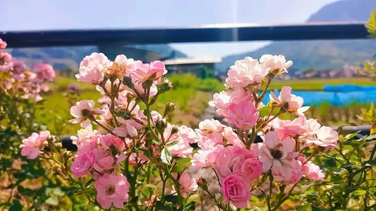 Bukan Cuma Cantik, Ini Bagian-Bagian Bunga dan Fungsi Pentingnya yang Jarang Diketahui