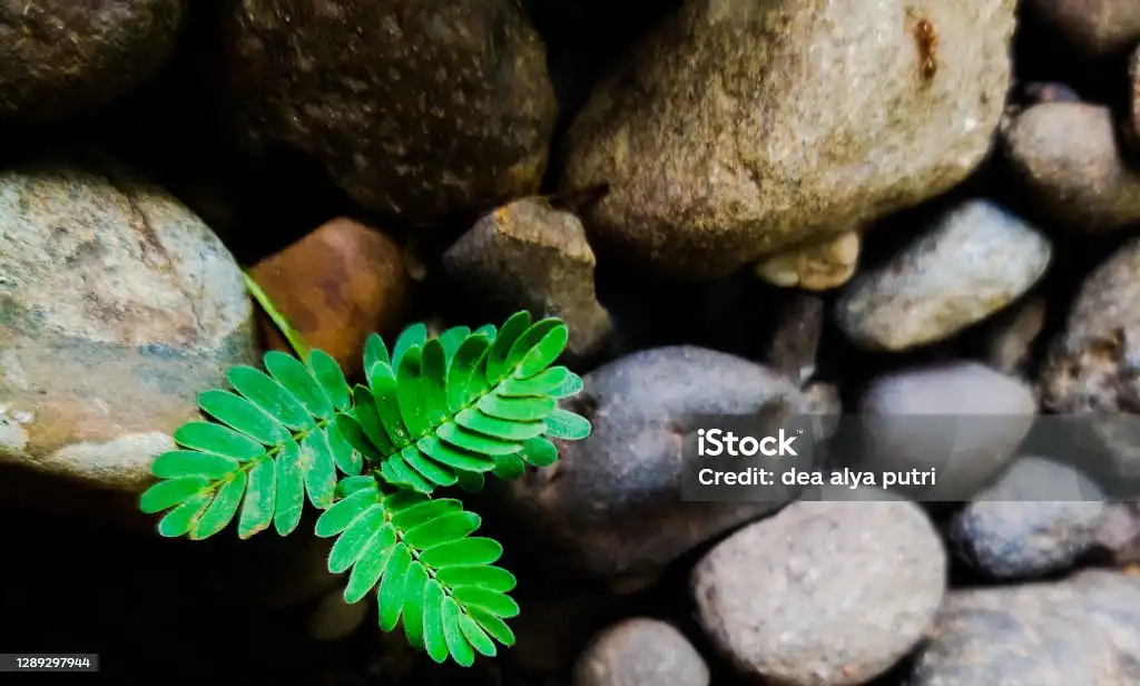 Daun Meniran: Si Hama yang Berubah Jadi Superfood Rumah Tangga