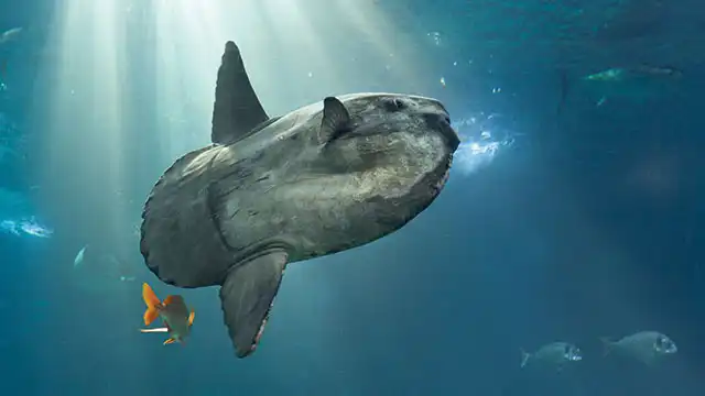 Sering Dihina, Ini Alasan Ikan Mola Mola Punya Gelar Terbodoh