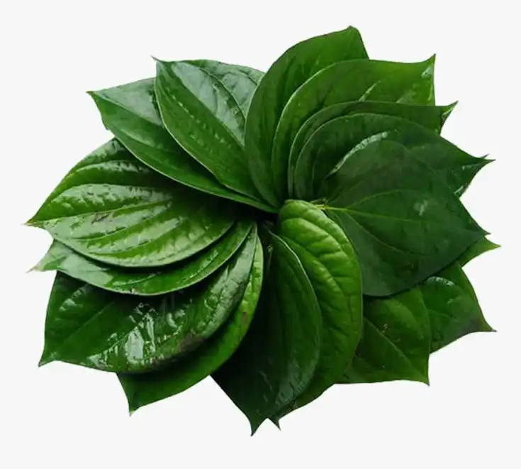 Daun Sirih Punya Aroma Khas, Ini Senyawa yang Berperan di Dalamnya