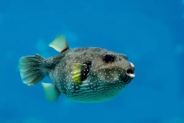 Hati-Hati! Tidak Semua Ikan Baik untuk Kesehatan, Ini Jenis yang Sebaiknya Dibatasi