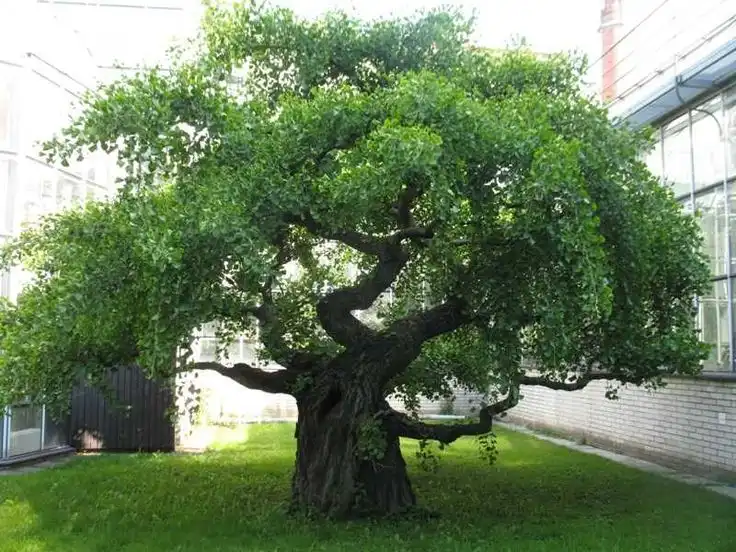 Pohon Maidenhair (Ginkgo biloba): Warisan Hidup dari Era Dinosaurus