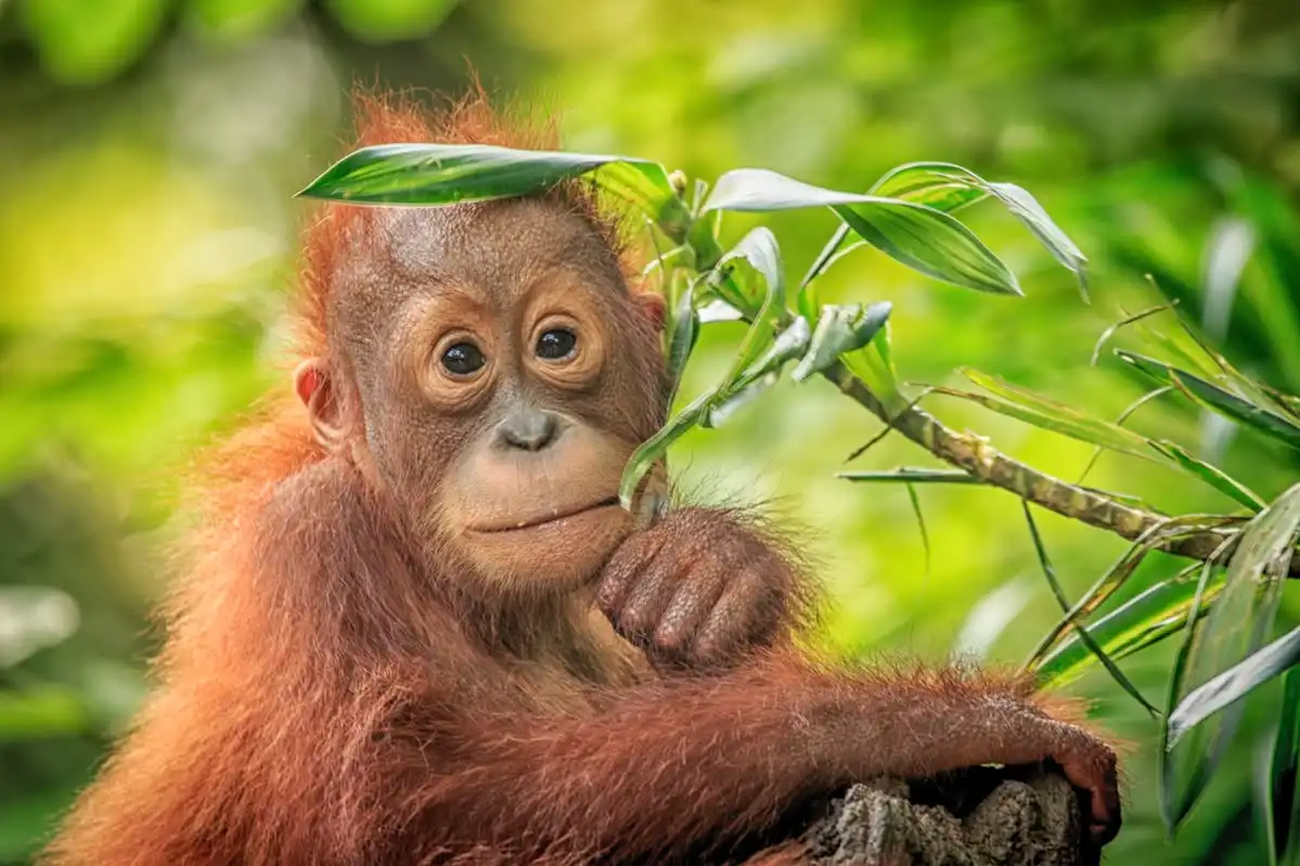 Orangutan Timtom Mandi Pakai Gayung, Pintarnya Bikin Kagum tapi Nasibnya Memprihatinkan