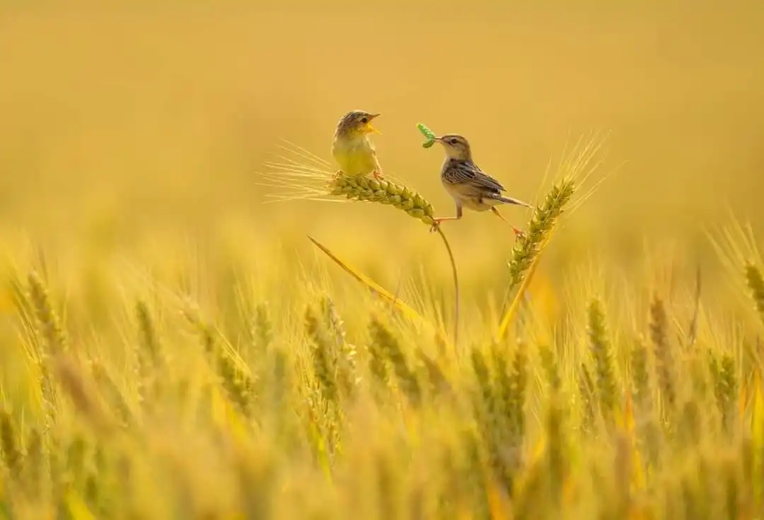 Burung-Burung Berkerumun di Sawah setelah Panen, Apa yang Mereka Cari?