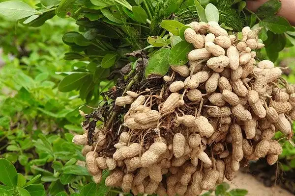 Benarkah Tanaman Kacang-Kacangan Bisa Menyuburkan Tanah?