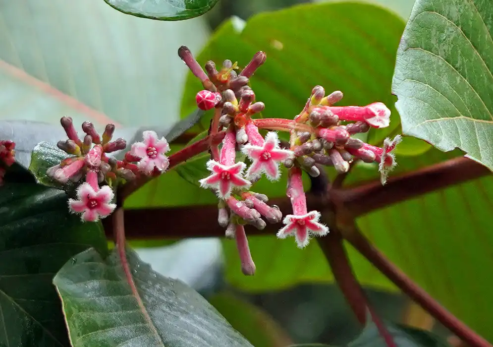 Rahasia di Balik Pahitnya Pohon Kina: Tanaman Pegunungan yang Pernah Menyelamatkan Dunia