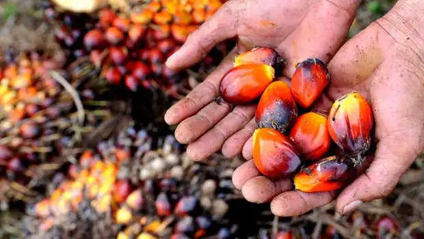 Brondolan Sawit: Buah Kecil yang Ternyata Bernilai Ekonomi Besar
