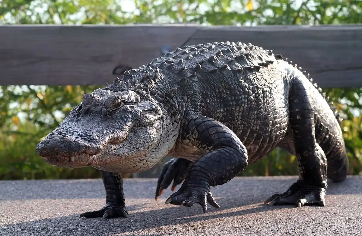 Mengapa Mata dan Hidung Aligator Berada di Atas Kepala? Ini Fungsi Pentingnya
