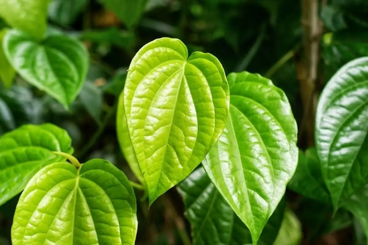 Daun Sirih untuk Mata: Benarkah Ampuh Atasi Iritasi dan Infeksi Ringan?