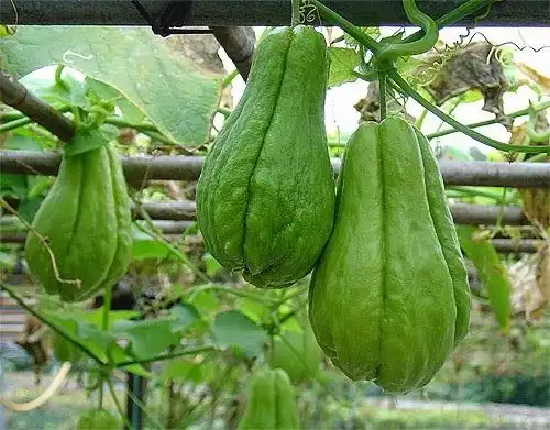 Bukan Cuma Lalapan, Ini Manfaat Rahasia Labu Siam untuk Anda