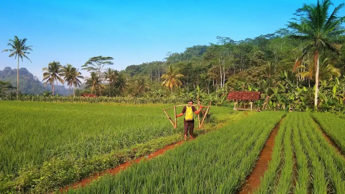 Mengapa Petani Membuat Pematang untuk Memisahkan Petak Sawah?