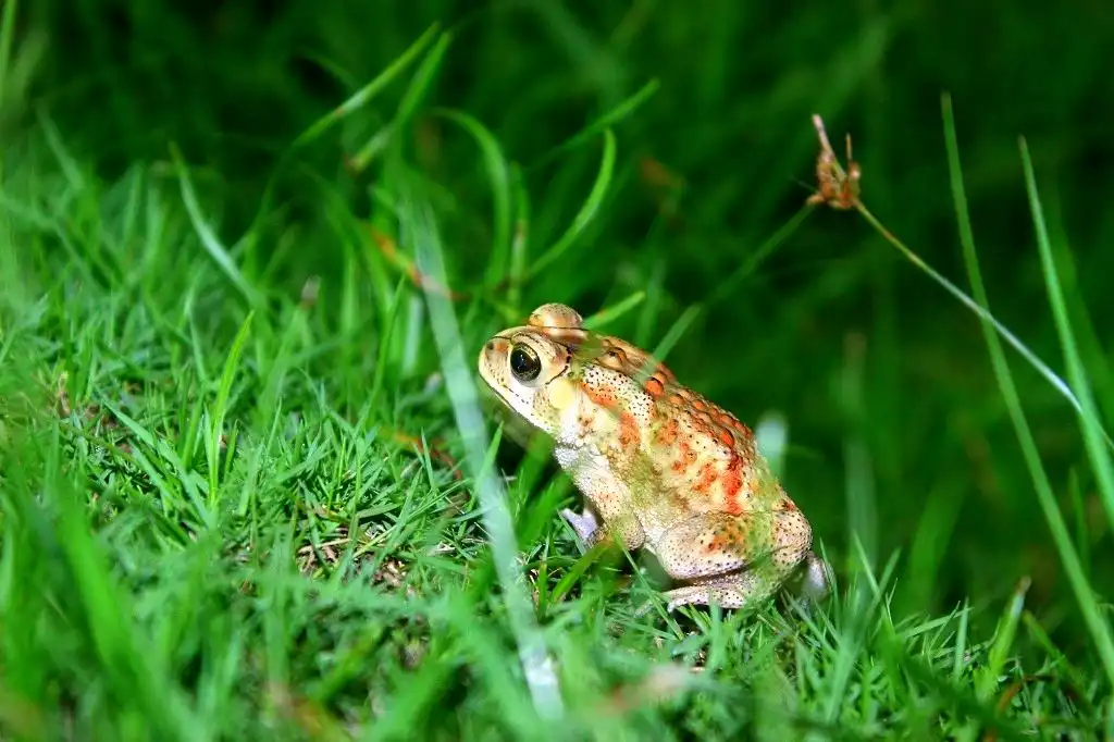 Kenapa Kulit Katak Selalu Basah? Ternyata Bukan Sekadar Berlendir