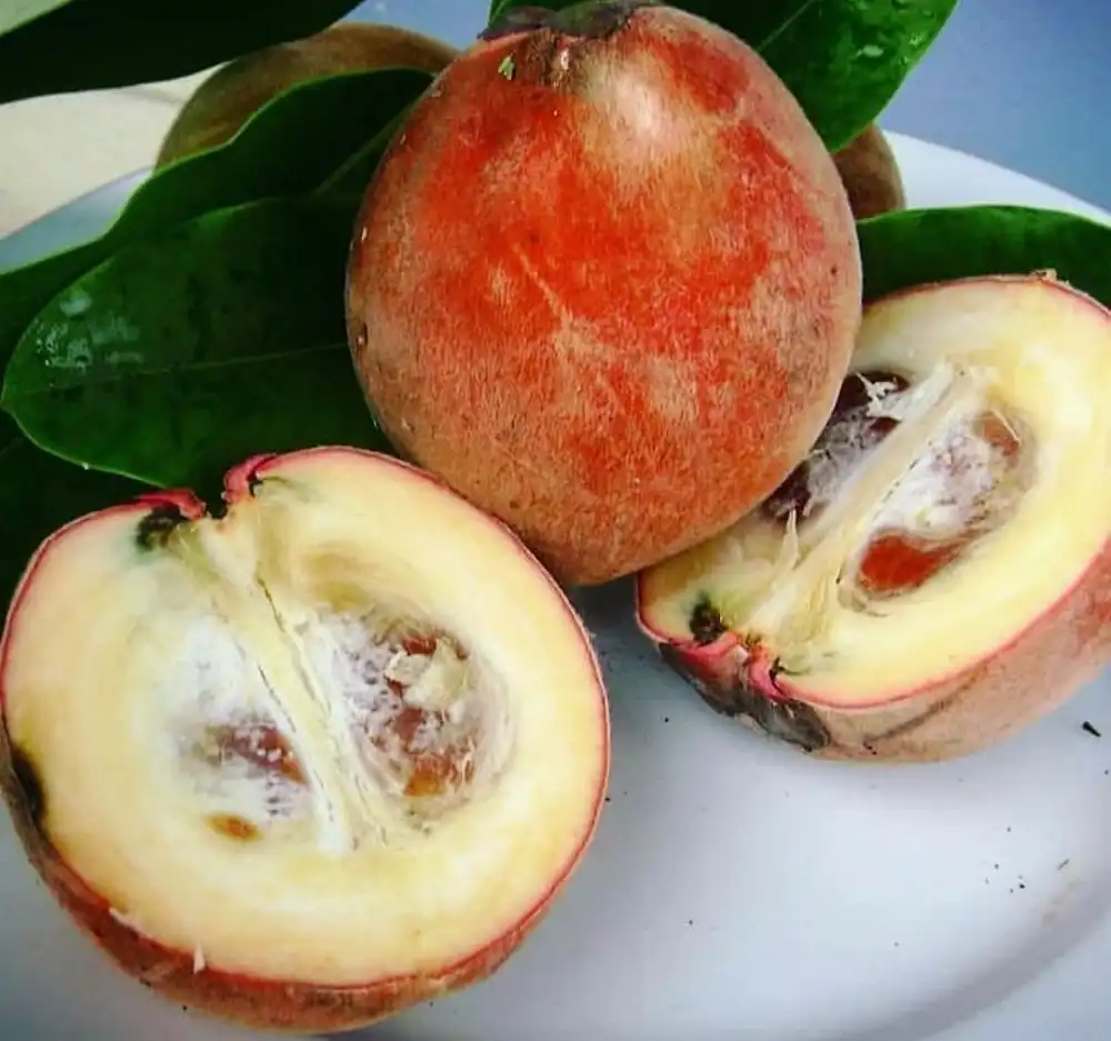 Jarang Diketahui! Inilah 5 Manfaat Buah Mentega bagi Kesehatan Tubuh