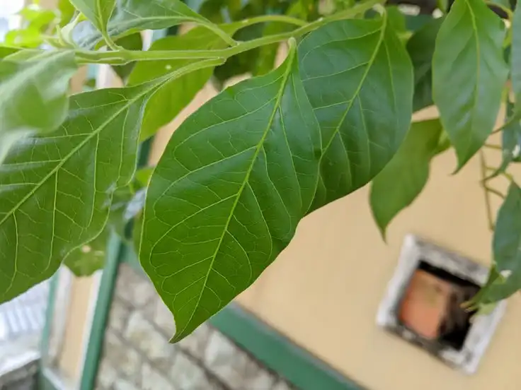 Daun Berlilin Membantu Sebagian Tanaman Mengurangi Kehilangan Air