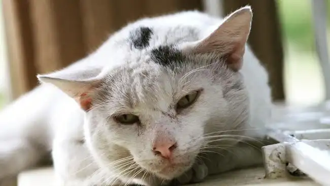Benarkah Kucing Indonesia Rata-rata Hanya Hidup 6 Tahun? Ini Penyebabnya