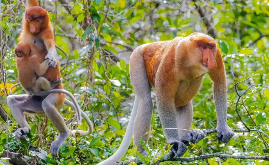 Fakta Menarik Bekantan, Monyet Hidung Panjang Asli Kalimantan