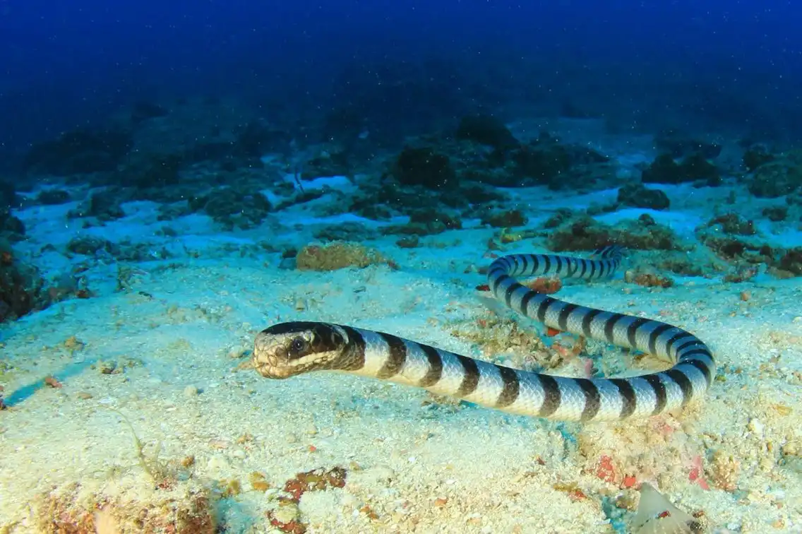 Mengapa Ular Laut Tidak Mudah Tenggelam? Ini Rahasia Adaptasinya di Dalam Air