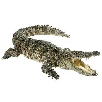 Buaya tidak bisa menjulurkan lidah