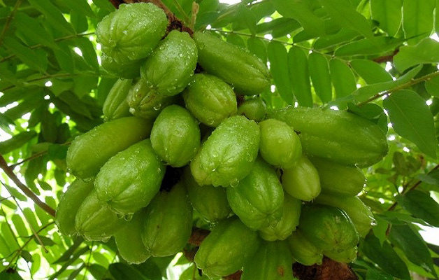 7 Manfaat Belimbing Wuluh yang Sering Dilupakan, Padahal Khasiatnya Nggak Main-Main!