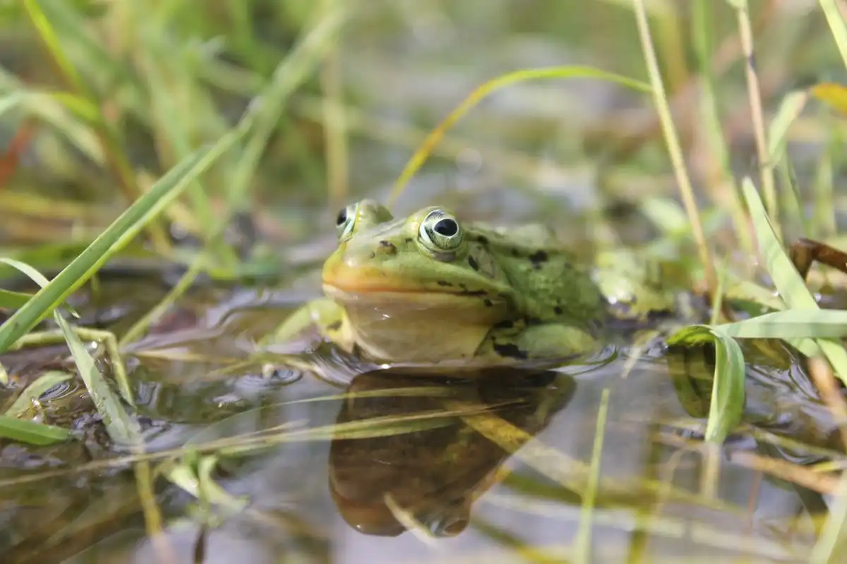 Katak Sering Ditemukan di Sawah, Apa Perannya bagi Ekosistem?