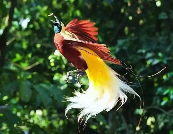 Cendrawasih: Pesona 'Burung Surga' dari Papua yang Keindahannya Nyaris Tak Masuk Akal