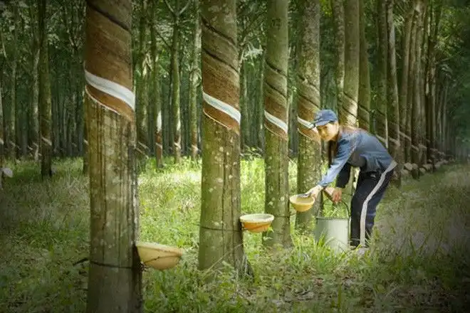 Rahasia di Balik Kualitas Premium Karet Thailand yang Mendunia