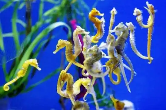 Kuda Laut Termasuk Ikan, Ini Ciri yang Membuktikannya
