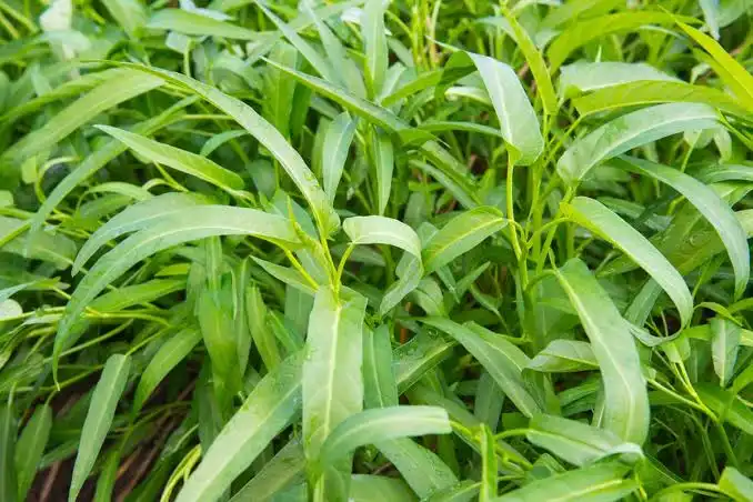 Kangkung Darat dan Kangkung Air, Apa Perbedaan Keduanya? Ini Penjelasannya