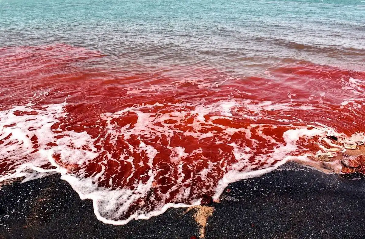 Laut Merah Ada di Mana? Mengenal Letak, Sejarah, dan Fakta Menariknya
