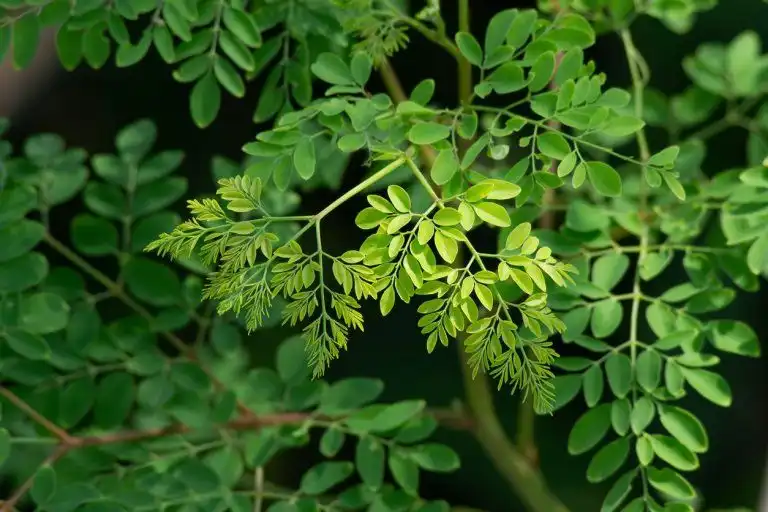 Daun Kelor Sering Disebut Superfood, Apa Saja Kandungan Nutrisinya?