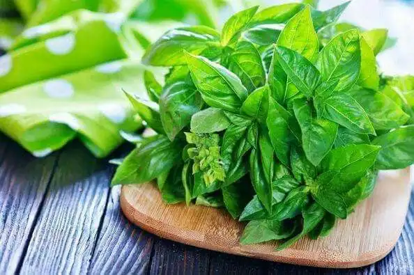 Daun Kemangi Bukan Cuma Lalapan, Aroma Segarnya Punya Banyak Kegunaan