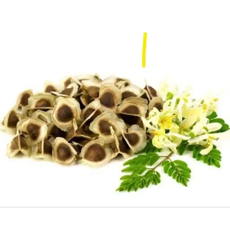 Tak Hanya Daunnya, Ini 4 Manfaat Biji Kelor yang Jarang Diketahui