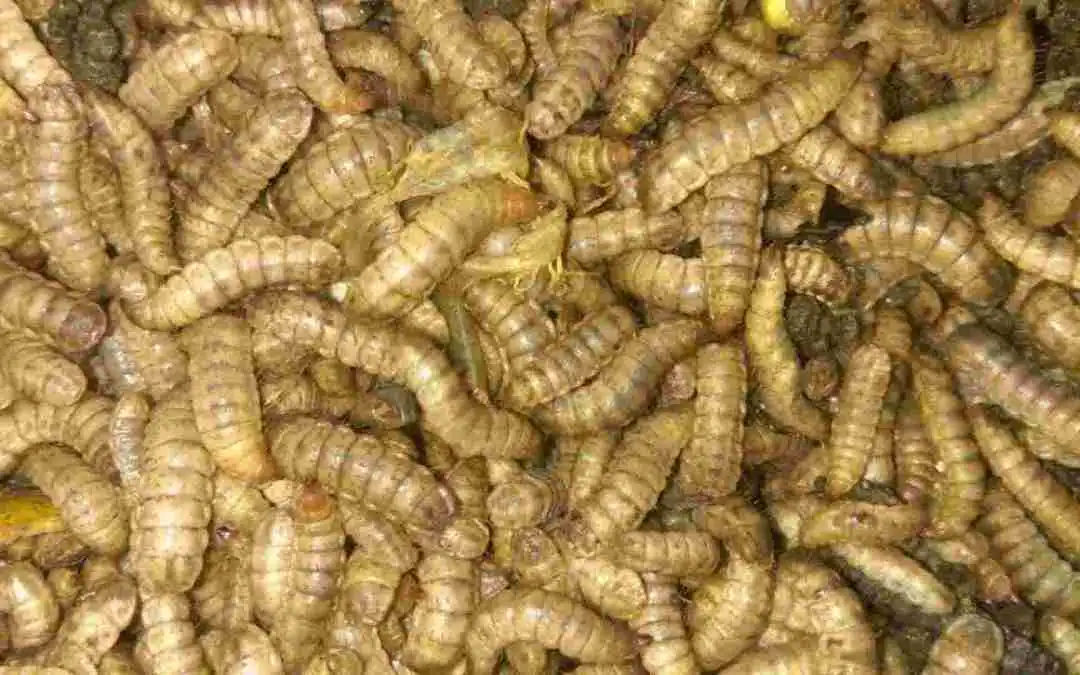 Bukan Sekadar Bau, Drama Sampah Kita Kini Sudah Level Gawat