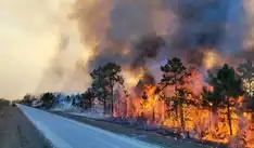 Kenapa Kebakaran Hutan dan Lahan Lebih Sering Terjadi Saat Kemarau? Ini Faktor Penyebabnya