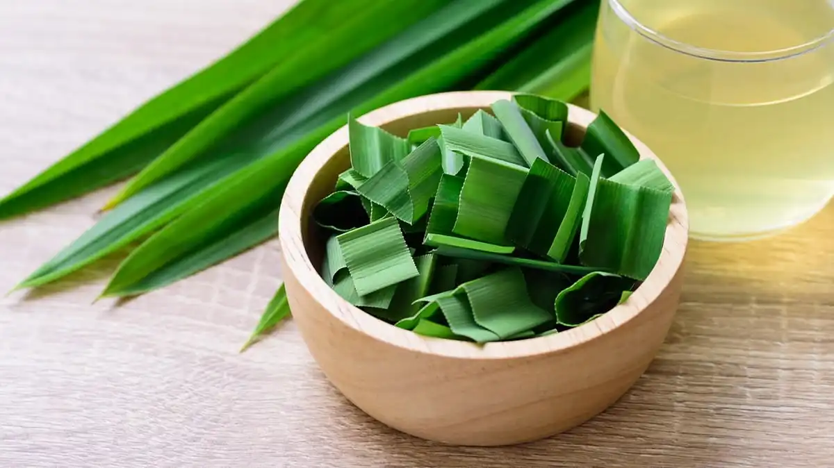 Daun Pandan, Tanaman Aromatik dengan Segudang Manfaat untuk Masakan dan Kesehatan