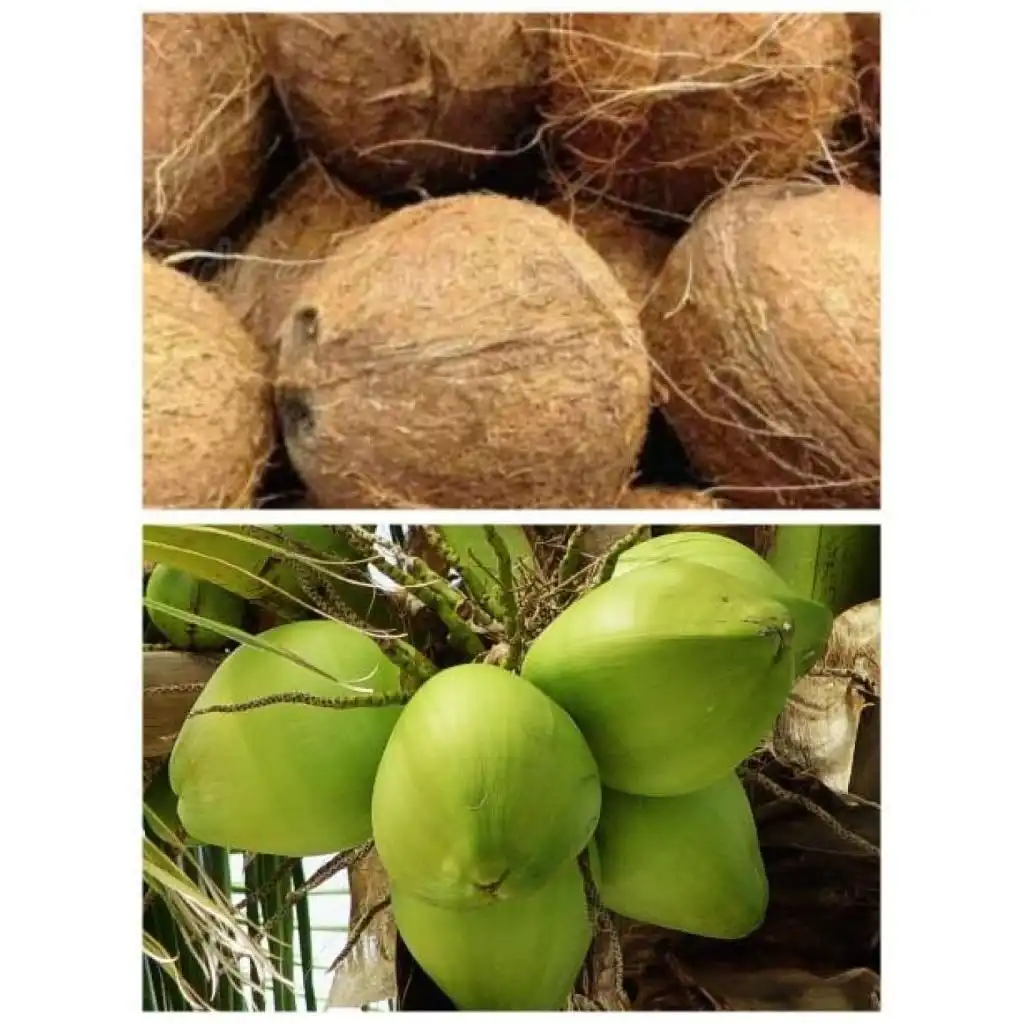 Pilih Kelapa Hijau atau Tua? Kenali Fungsi dan Manfaatnya