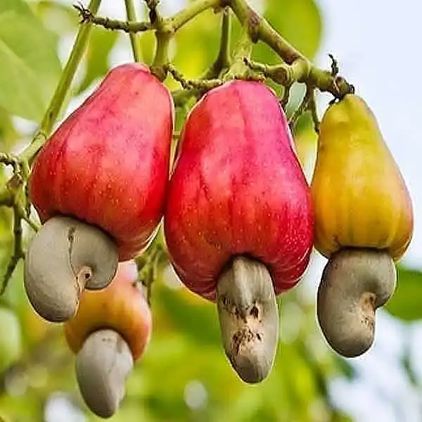 Kenapa Buah Jambu Monyet Tumbuh di Atas Kacangnya? Ini Penjelasan Uniknya