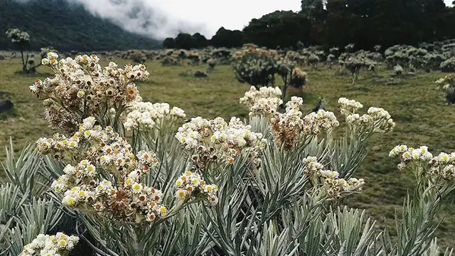 Kenapa Bunga Edelweis Disebut Bunga Abadi? Ini Alasan di Baliknya