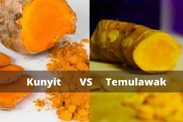 Sering Dikira Sama, Ternyata Temulawak dan Kunyit Punya Banyak Perbedaan