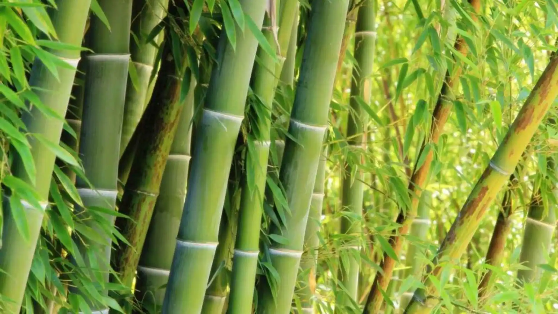 Mengapa Bambu Disebut sebagai Salah Satu Tanaman Paling Cepat Tumbuh di Dunia?