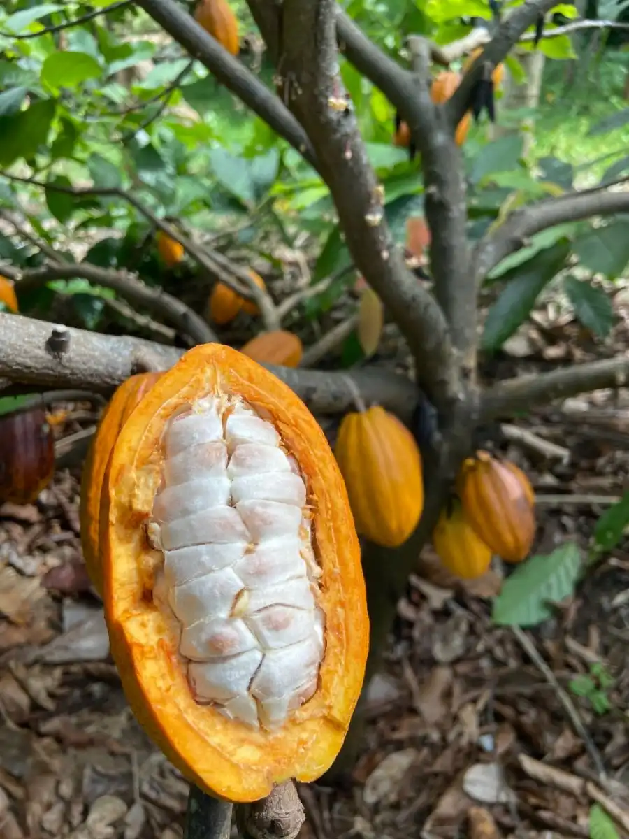 Mengenal Buah Kakao, Si Penghasil Cokelat yang Kaya Manfaat dan Penuh Keunikan