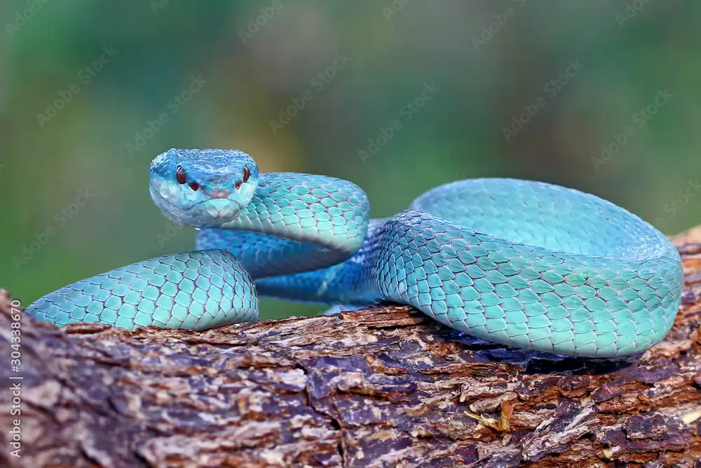 Blue Pit Viper: Ular Biru Eksotis Asli Indonesia yang Cantik Namun Berbisa Mematikan