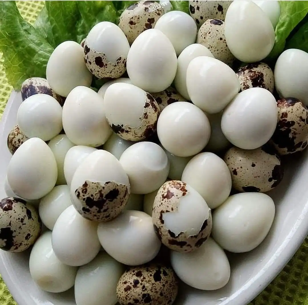 Ragam Manfaat Telur Puyuh untuk Kesehatan Tubuh
