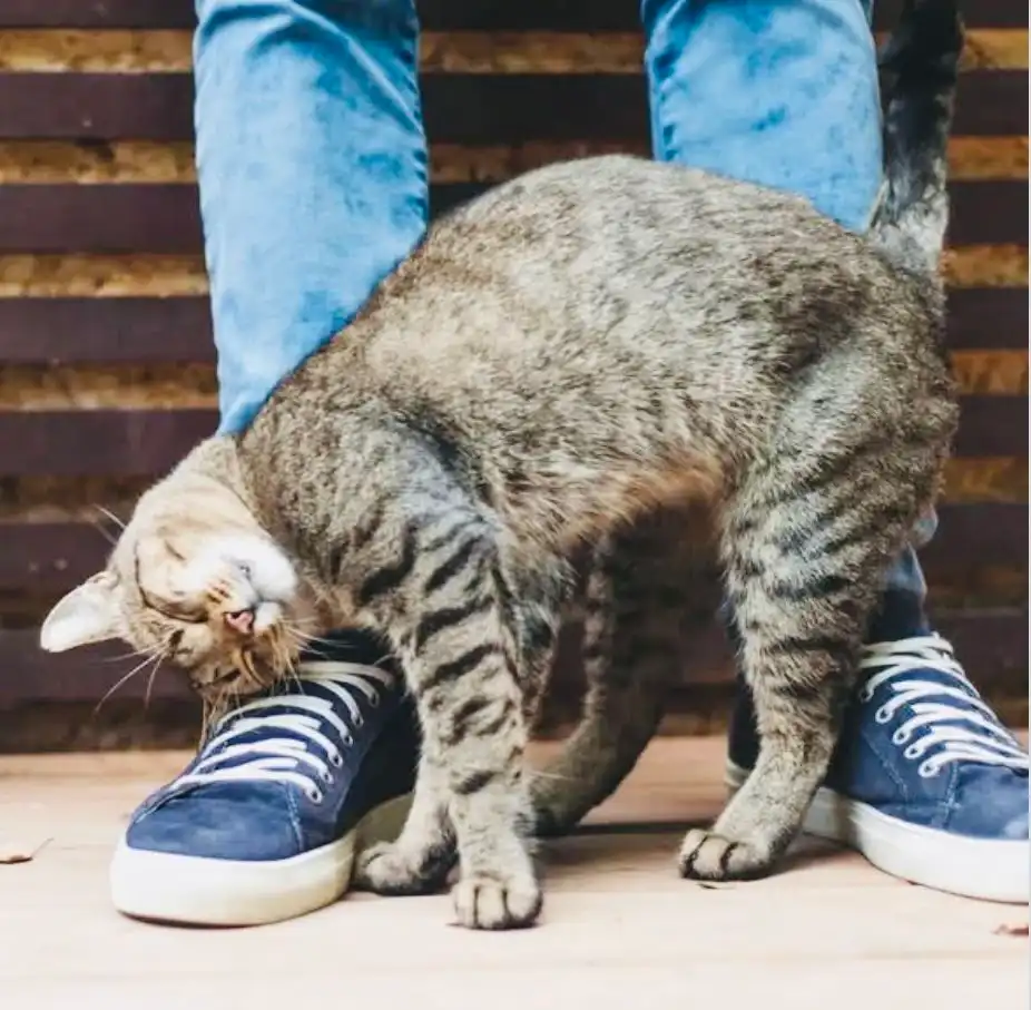 Kucing Sering Menggosokkan Tubuh ke Kaki Manusia, Ada Pesan yang Disampaikan