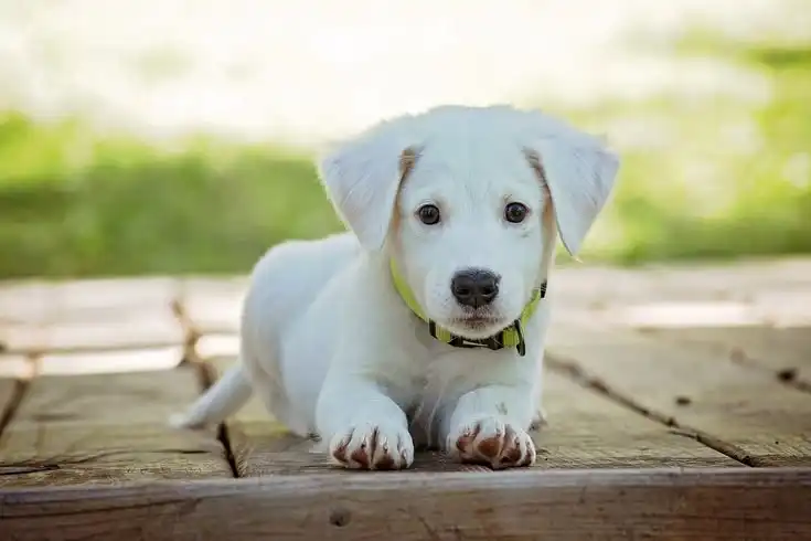 Mengapa Cokelat Berbahaya untuk Anjing? Ini Penjelasan Medisnya