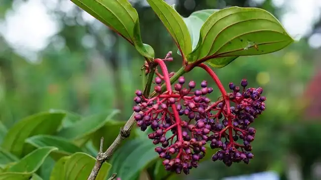 Mengenal Buah Parijoto dan Manfaatnya